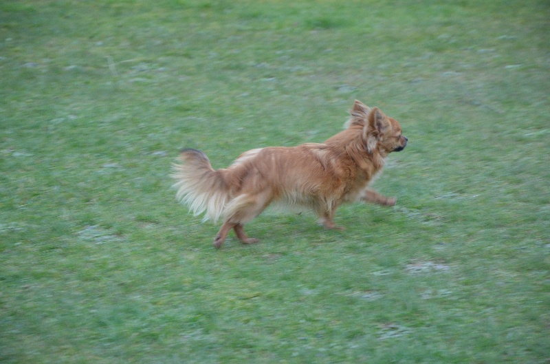 Léotie cheyenne goes on