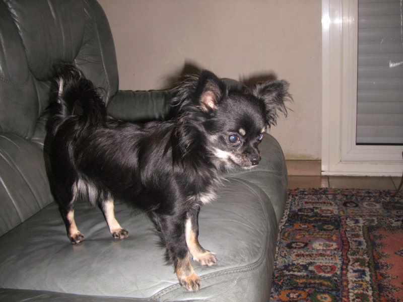 Ijodie des Petits Mickeys