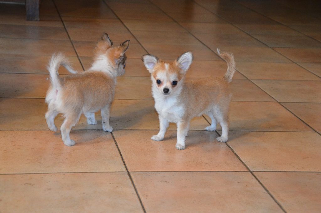 Chiot Chihuahua De l'echo de lanvaux