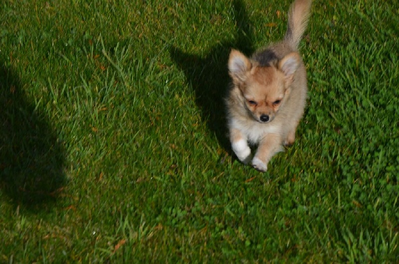 Chiot Chihuahua De l'echo de lanvaux